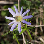 Thimbleweed